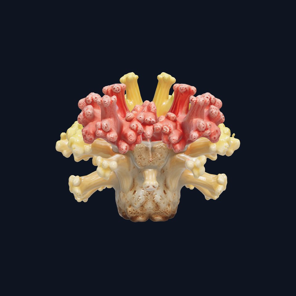 Colorful Coral Reef Cluster model pack